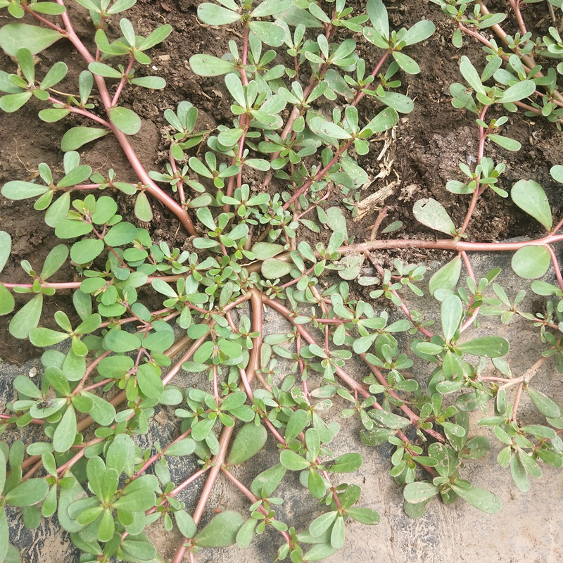 包邮新鲜马齿苋菜野生野菜500g蔬菜马笕菜蚂蚁其它