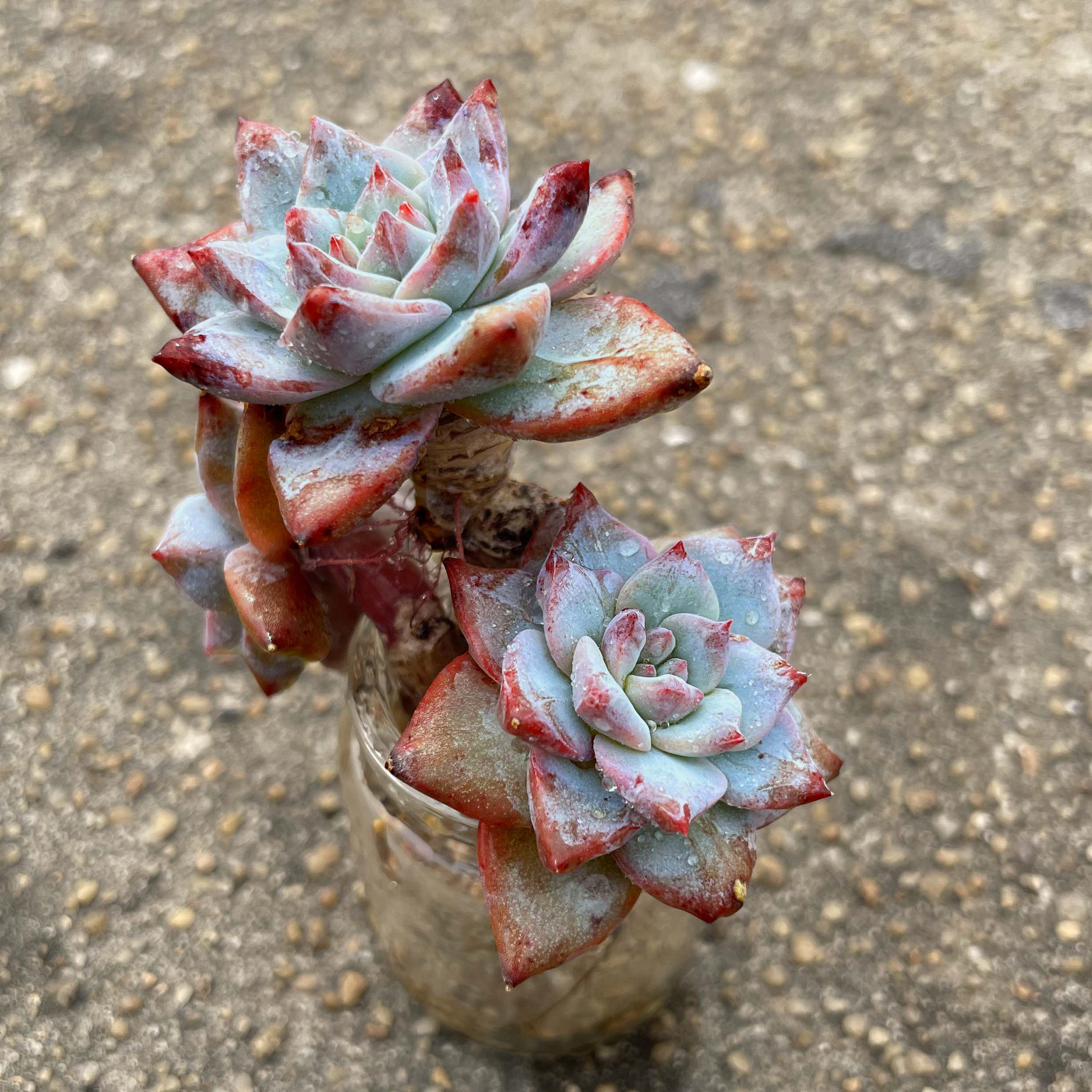 多肉植物水晶侧影蓝鸟冰玉蜡牡丹劳尔绮罗碧桃多肉植物