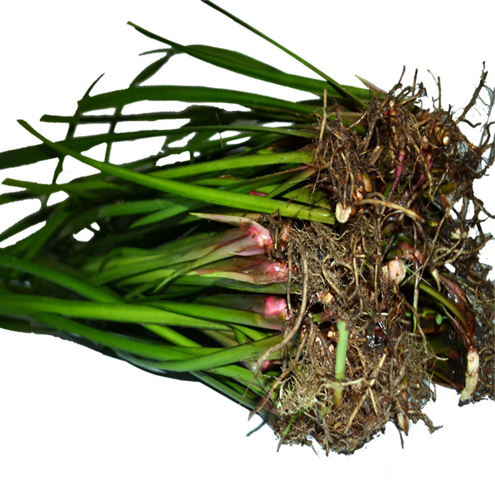 包邮带种苗贵州特产五香香草随手三奈茴香沙姜花椒