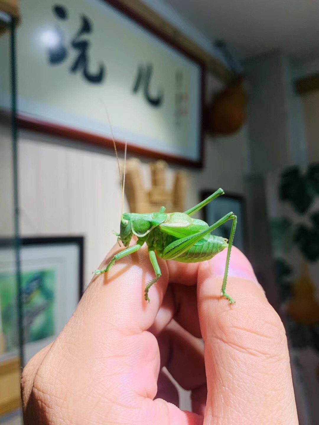 蝈蝈活鸣平谷巨型蚡房新脱翠绿山大号铁皮叫罐特色爬宠
