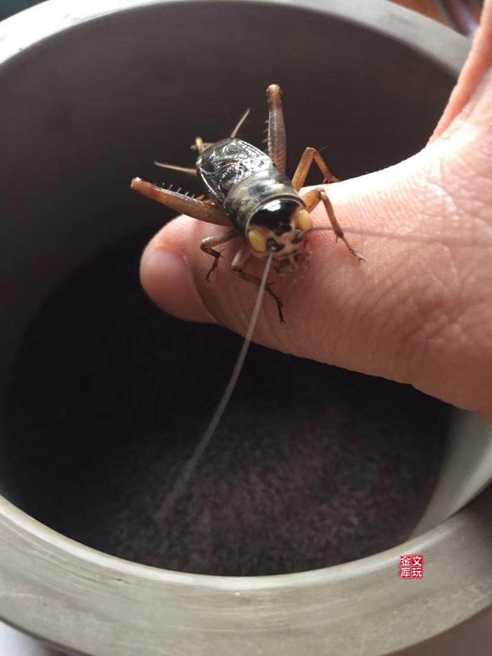 精品黑虫油葫芦活体鸣虫北京自家份房产水音儿足爬宠