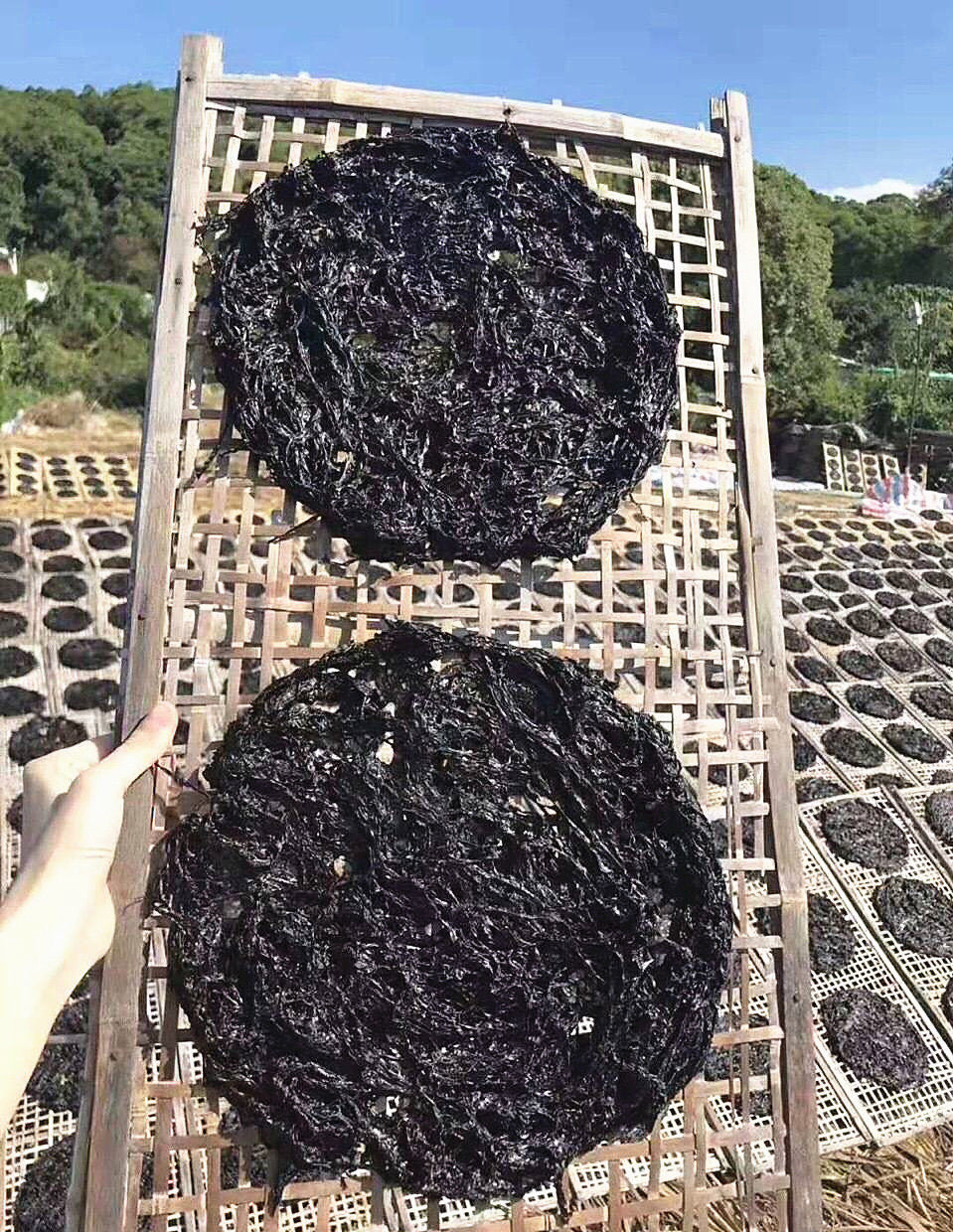 紫菜潮汕汕头南澳头水干货特级无沙250g福建紫菜