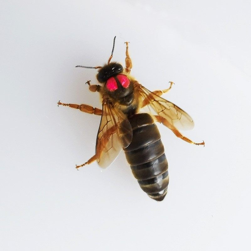 【处王秒发】中蜂蜂王种王双色高产优质王中华蜂王土蜂阿坝峰王