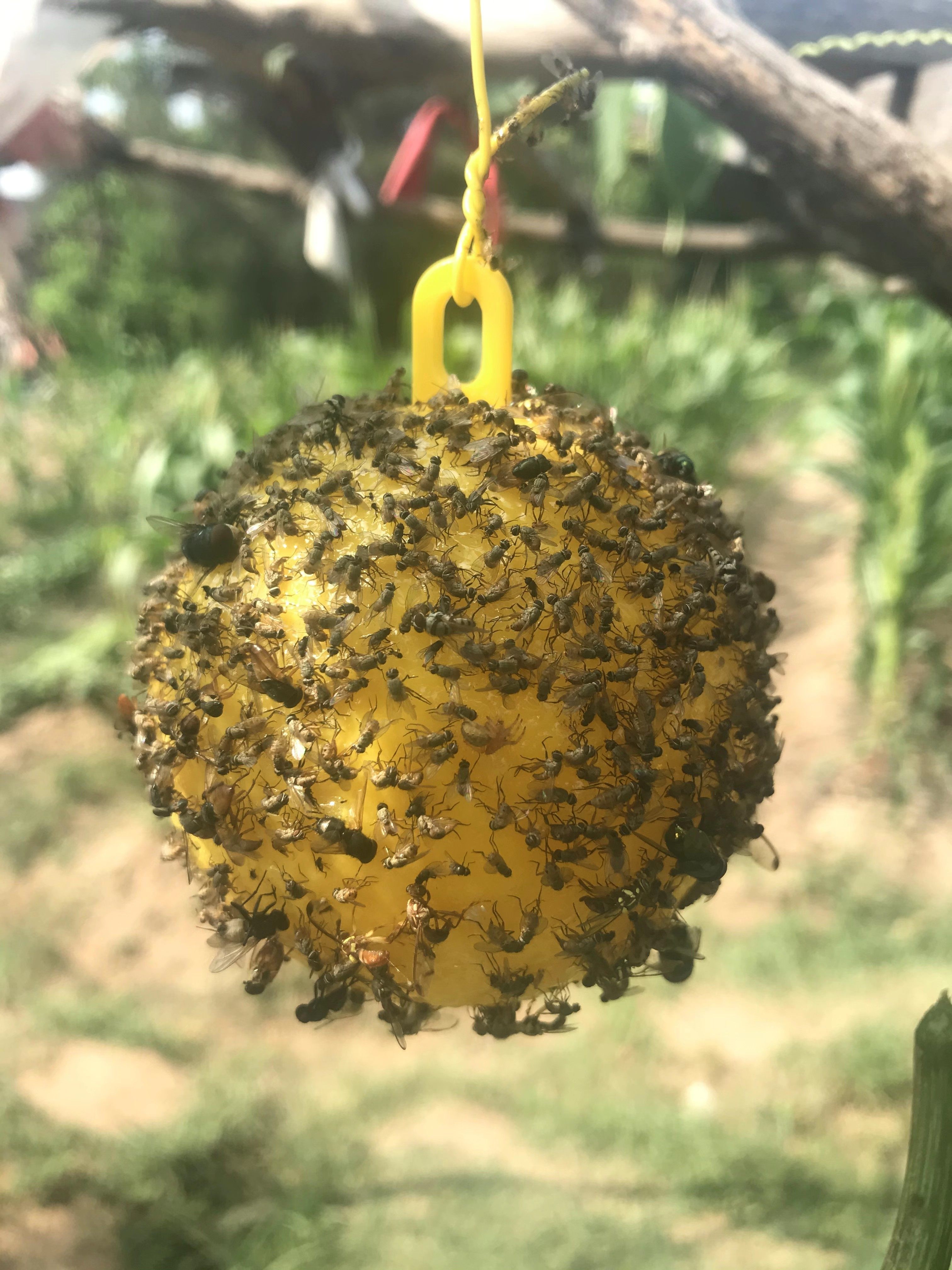 果树诱蝇柑橘大实蝇桔小实蝇瓜果蝇粘虫球诱其它园艺用品