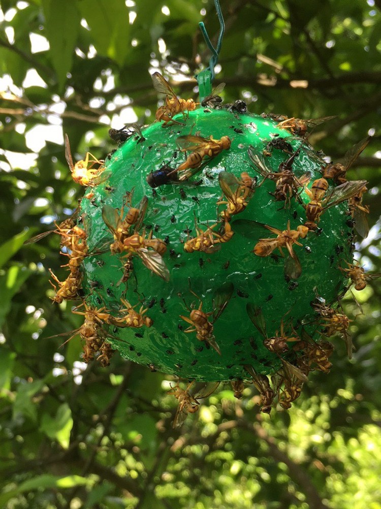 果树诱蝇柑橘大实蝇桔小实蝇瓜果蝇粘虫球诱其它园艺用品