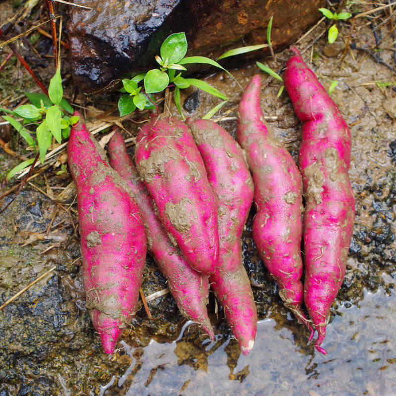 特a级正宗临安天目山小香薯新鲜现挖山芋红薯黄心地瓜小番薯4斤装