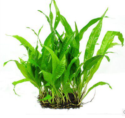 水草大师活体鹿角铁阔叶铁皇冠中后景细叶铁鹿角铁大叶冠青旦头