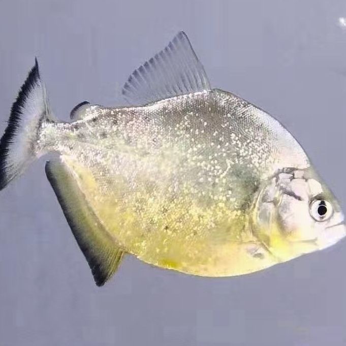 观赏鱼旧金山黄钻水虎鱼可以群养最快状态互动互动性鱼