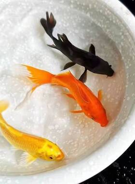 冷水淡水活体风水鱼黄黑色场锦鲤鱼