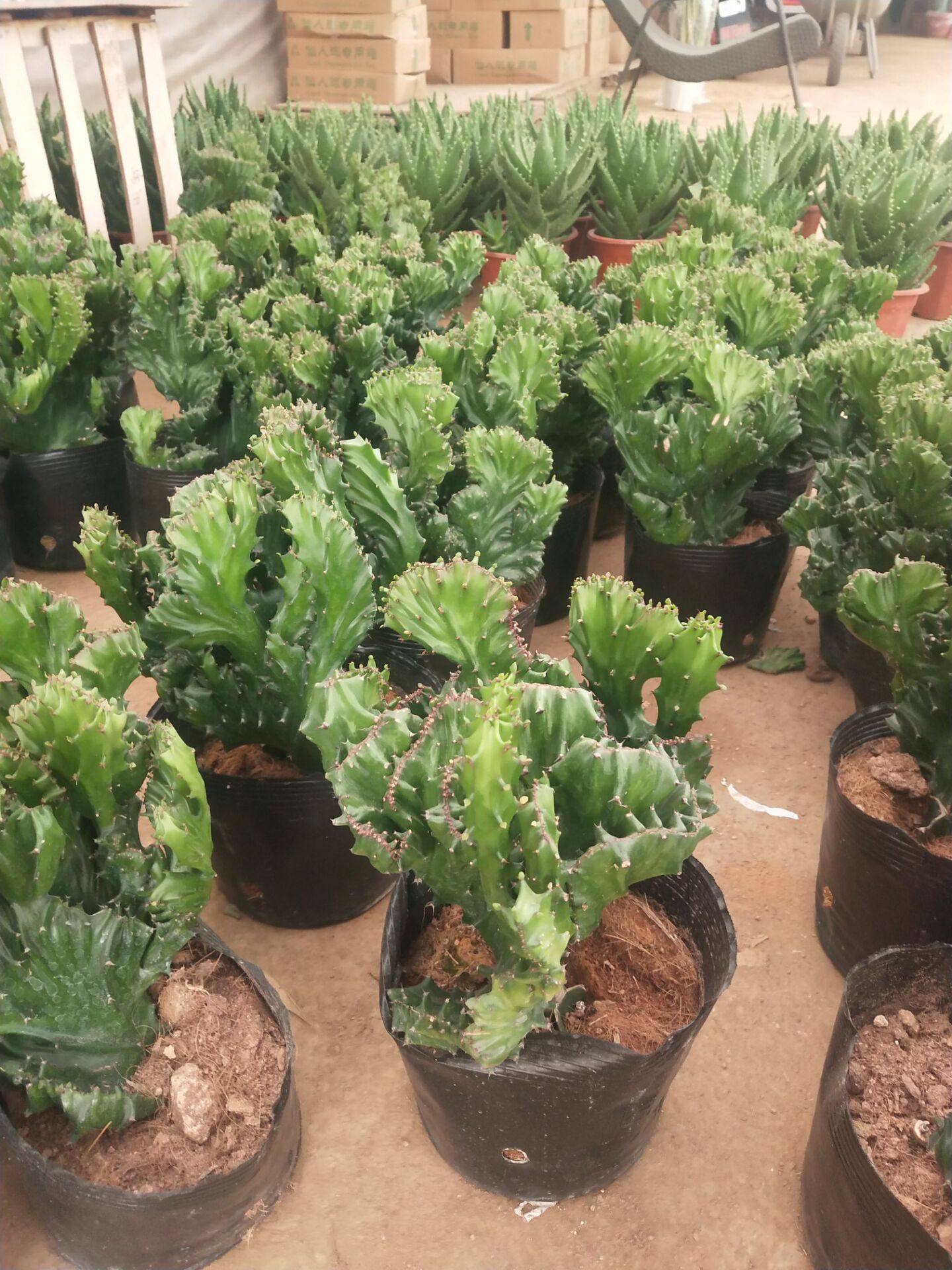 金玉新款盆栽多肉绿植有根彩色金麒麟植物鲜花阳台办公室辐射