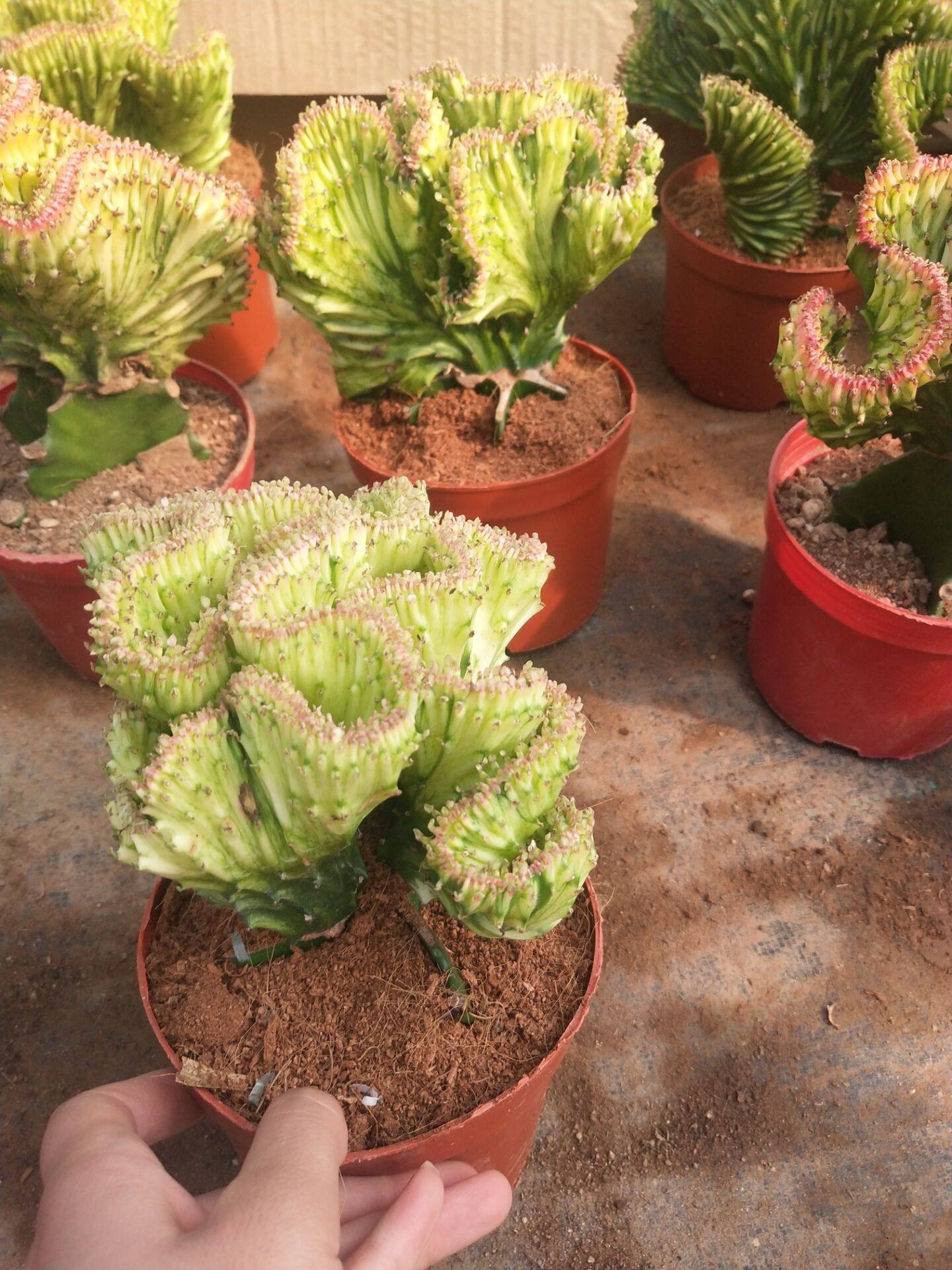 金玉新款盆栽多肉绿植有根彩色金麒麟植物鲜花阳台办公室辐射