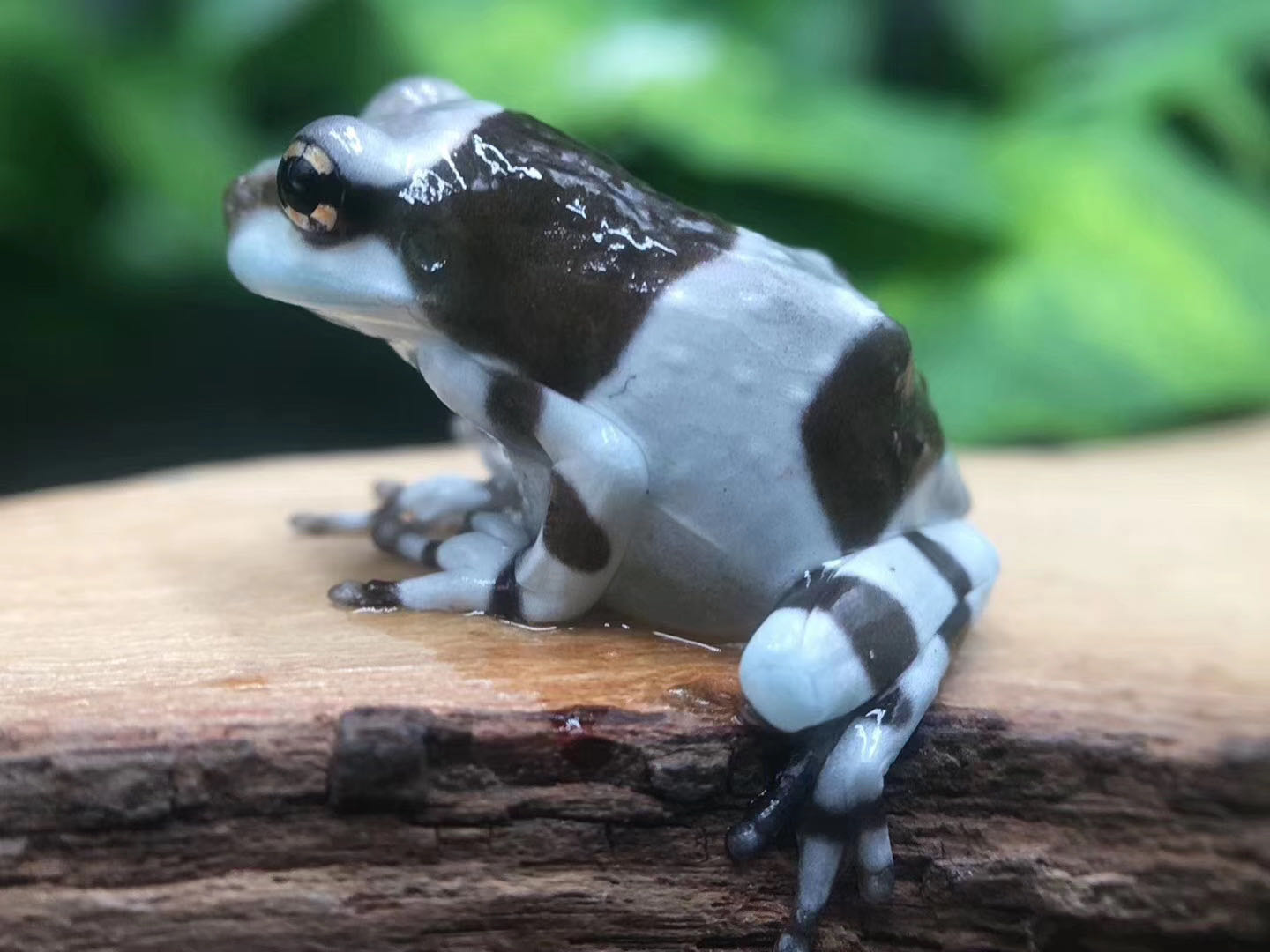 树蛙姥爷牛奶进口活体特色爬宠