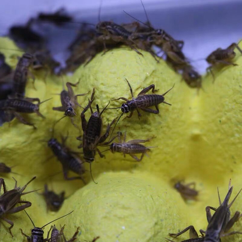 蟋蟀活物针头白蛐蛐蛐蛐活体饲料活食活虫爬宠特色爬宠