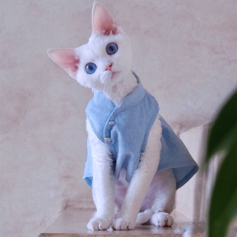 猫咪德文卷毛猫幼纯白幼崽红虎纯种柯尼尼斯猫咪