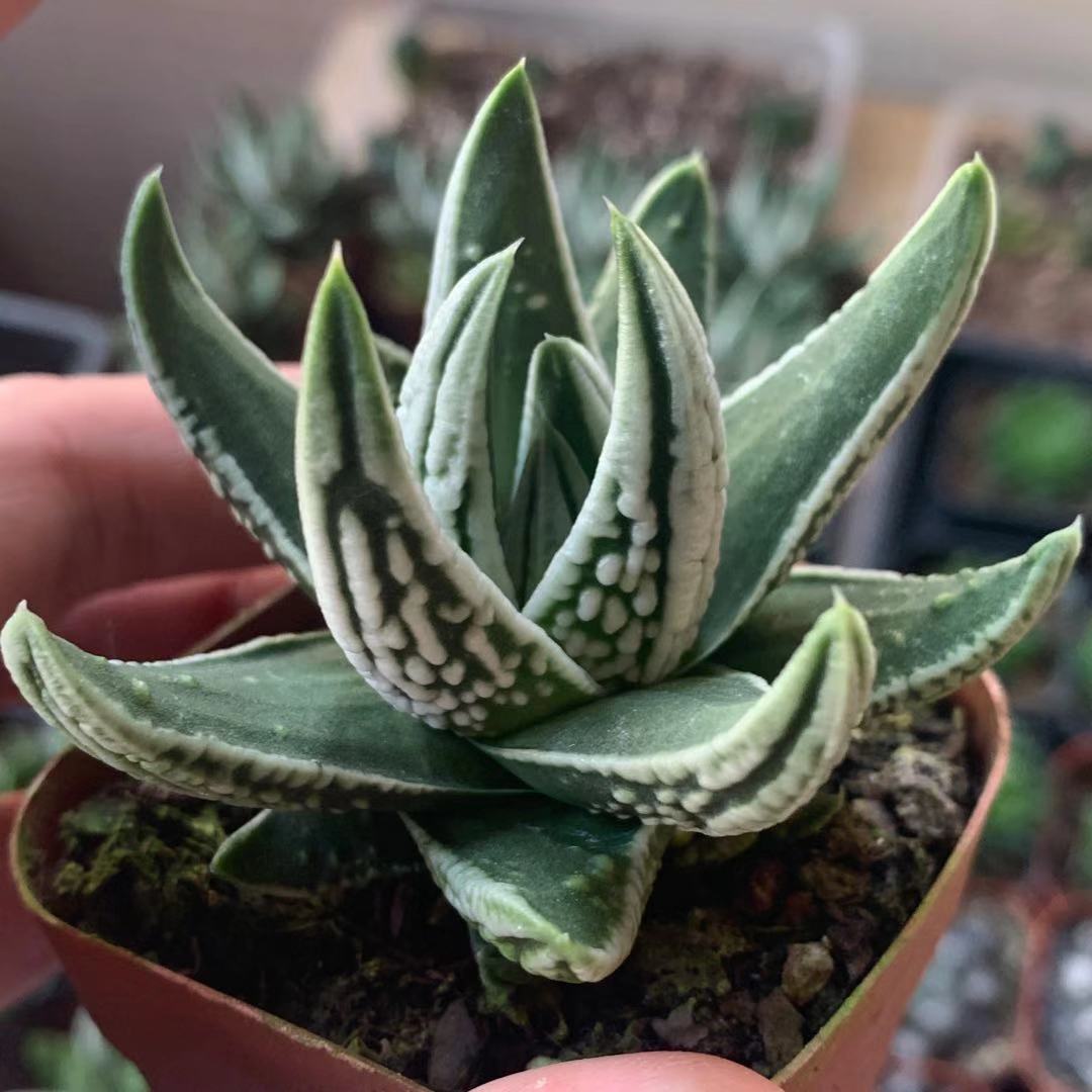皇帝邮满新包更新113左右厘米以上硬叶三年多肉植物