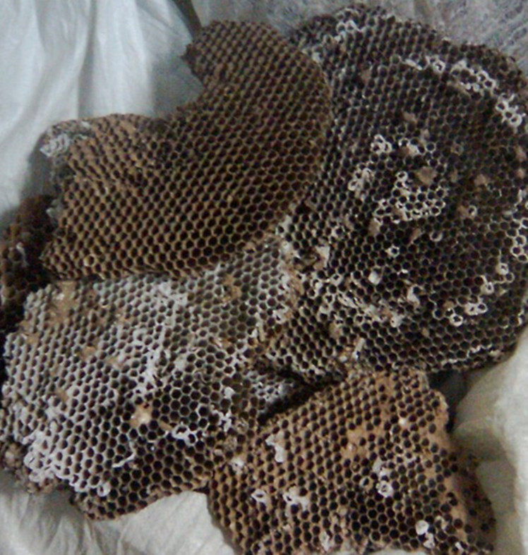 自然野生山蜂房露蜂房马蜂窝胡蜂窝蜂巢野蜂窝硬蜂房精选