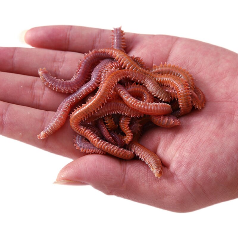 沙蚕海钓钓王虫活红青虫鲈鱼饵海蚂蝗海蜈蚣海钓鱼台钓饵