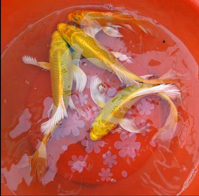 龙凤锦鲤纯种活鱼黄金鲤鱼活体白金白金龙冷水鱼鱼