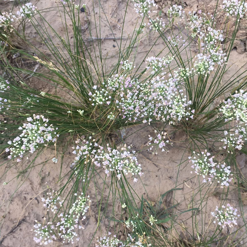 麻花野生干摘天香花山葱花扎蒙100克麻麻调味料花椒