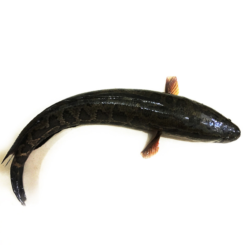 淡水鱼自然捕抓黑鱼鲜活活现乌鱼财鱼活体新鲜淡水鱼类