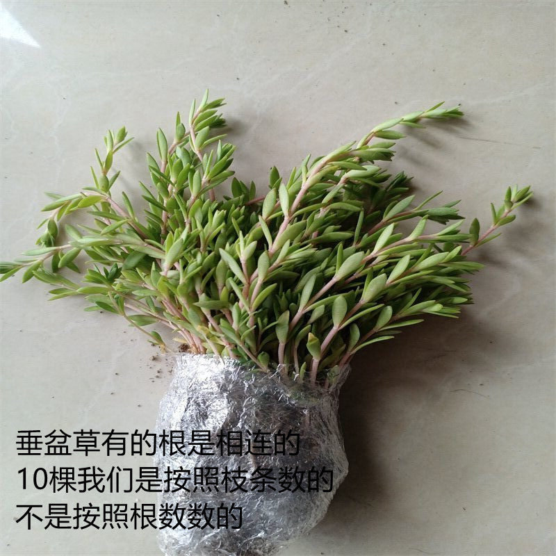 正宗垂盆盆栽食用降糖草苗养肝护肝绿植植物绿植