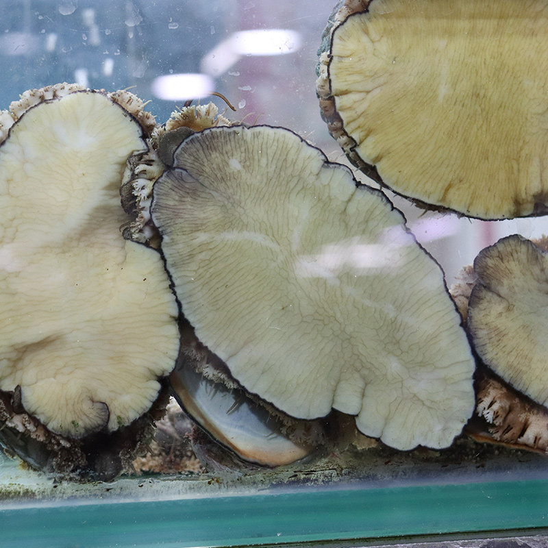 8头大连海生鲜佛跳墙特大活鲍鱼推荐