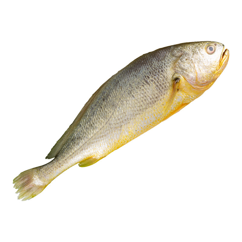 2条超大正宗大连黄花鱼新鲜冷冻生鲜海鱼香酥黄鱼