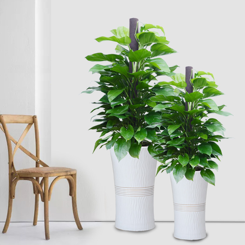 大叶绿萝盆栽室内办公室绿植甲醛净化空气客厅大型绿植