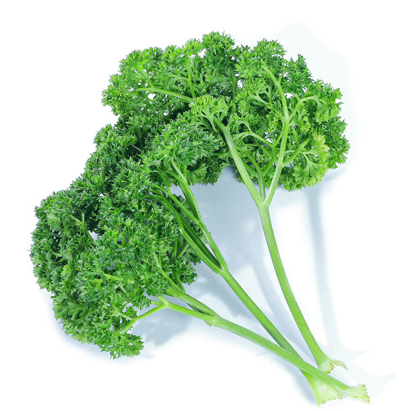 新鲜蔬菜荷兰芹番香菜点缀法国香芹沙拉西餐其它