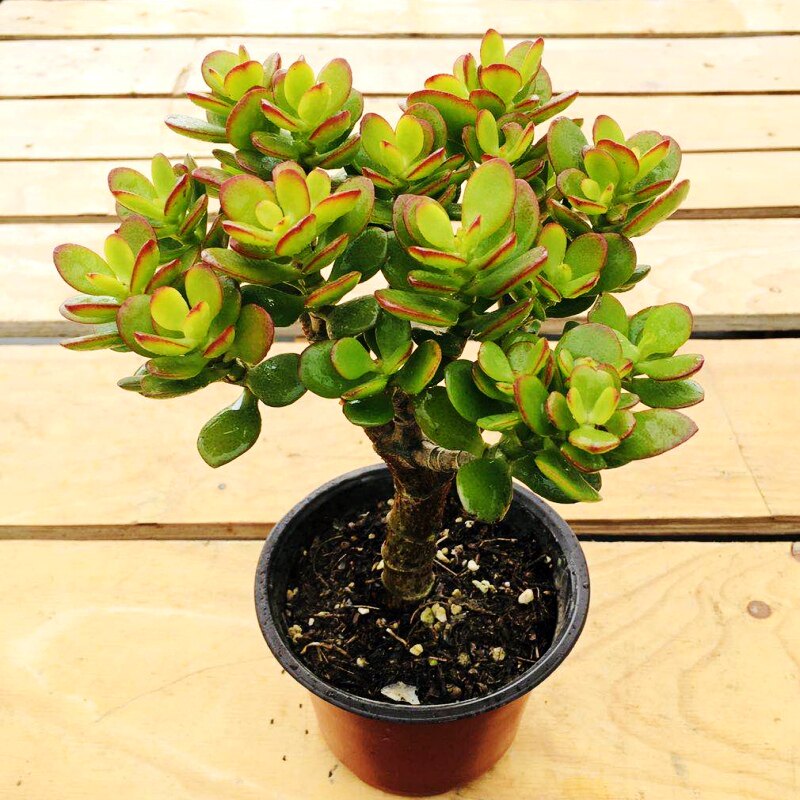 花月姬红多肉植物黄金花月老桩姬肉肉室内阳台多肉植物