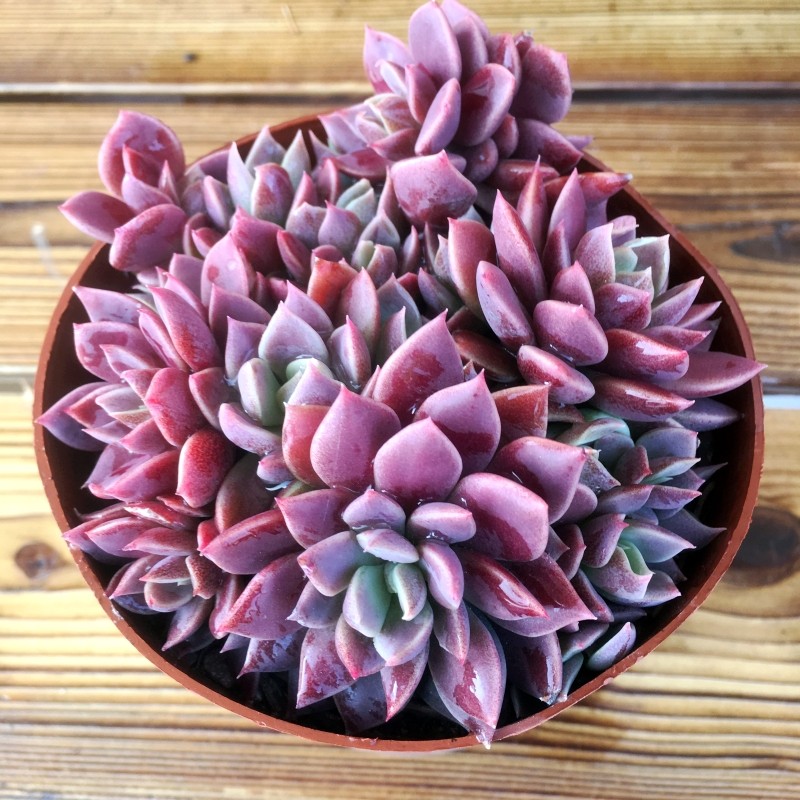 景天韵因地卡多肉植物云南露养精品超萌肉室内办公室创意绿植盆栽