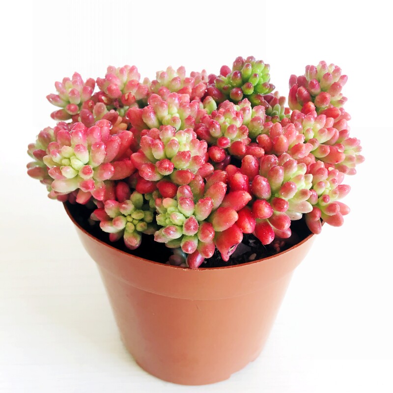 虹之玉锦多肉植物