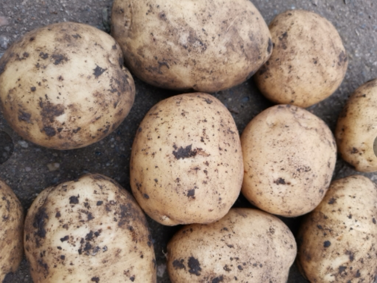 土豆自家种植新鲜10斤包邮黑龙江产地直销农产品土豆