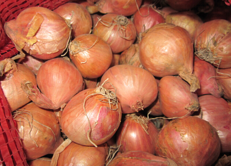 2021年新毛葱毛葱头大毛葱头小毛葱毛葱10斤新收获的东北毛葱 - 券