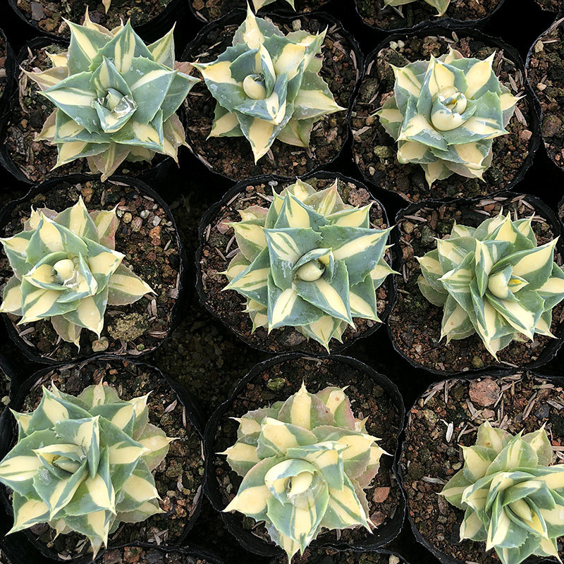 植物员外王妃雷神黄中斑一物一拍龙舌绿植多肉多肉植物
