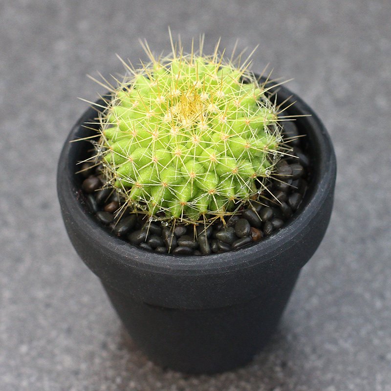 植物员外金洋丸实生仙人乳突球属黄绿色球体黄花多肉植物