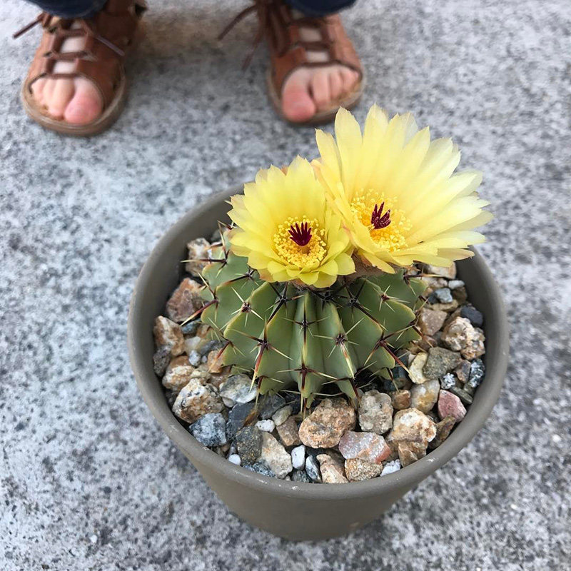 植物员外 白狮子notocactus buiningii一物一拍 南国玉属仙人球