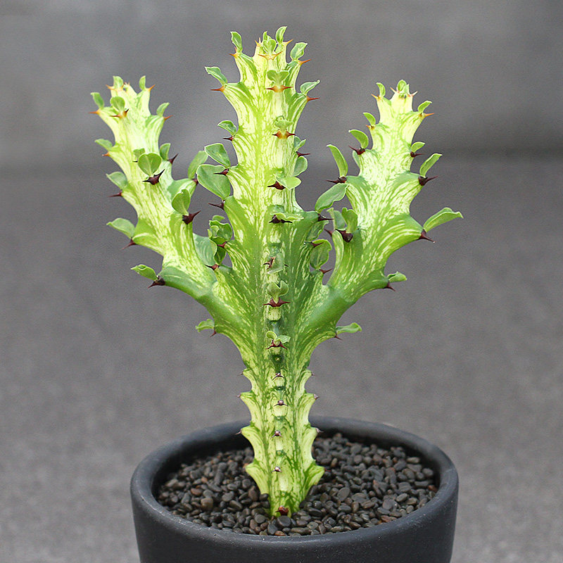 植物员外红龙龙骨大戟科多肉防辐射柱状仙人掌桌面多肉植物