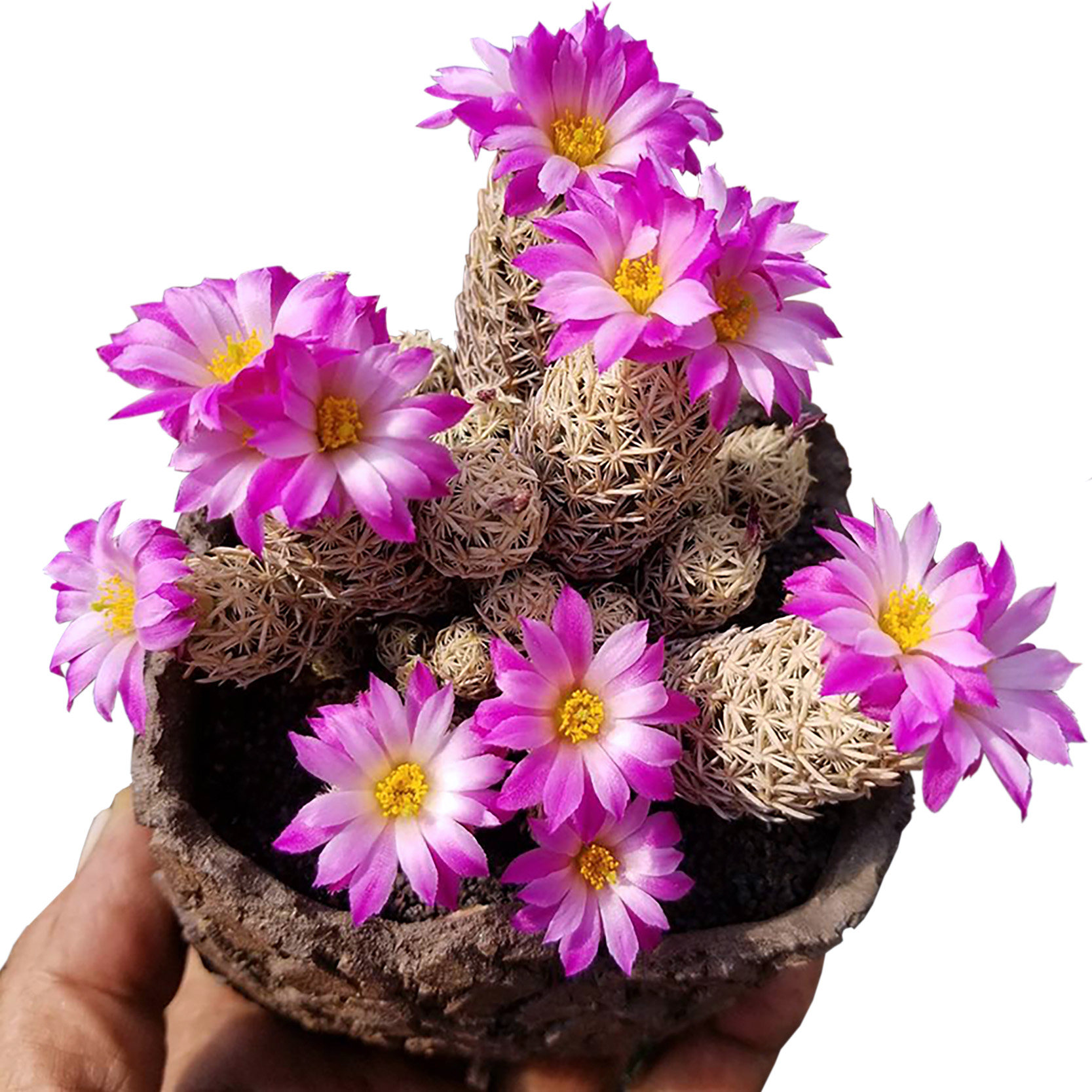 植物员外王子escobariaminima紫色花仙仙人松球属多多肉植物