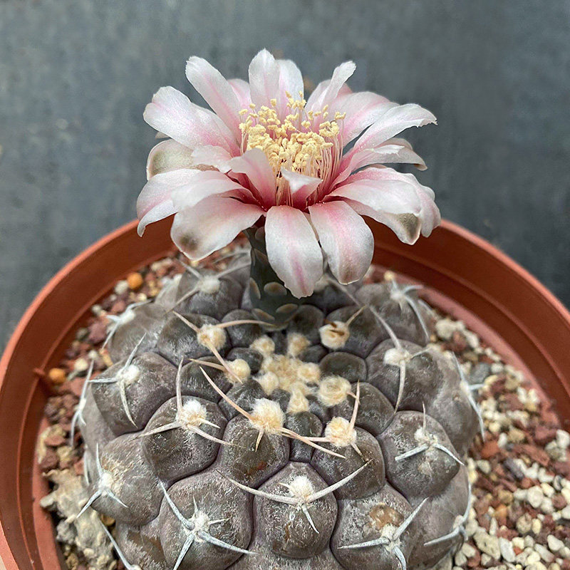 植物员外铅皮gymnocalyciumprochazkianum实生裸萼球属仙人多肉植物