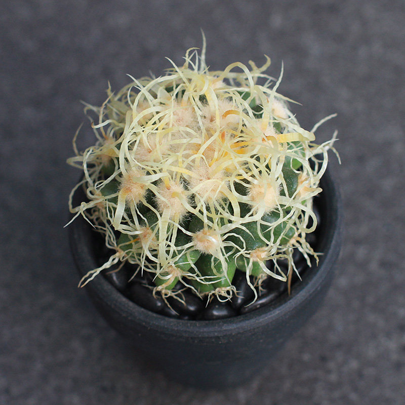 植物员外卷刺狂刺金琥一物一拍稀有多肉植物