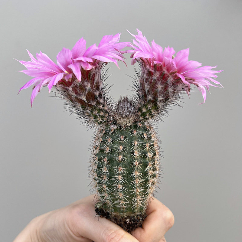 植物员外折墨echinocereusmelanocentrus鹿角柱属开花仙人多肉植物