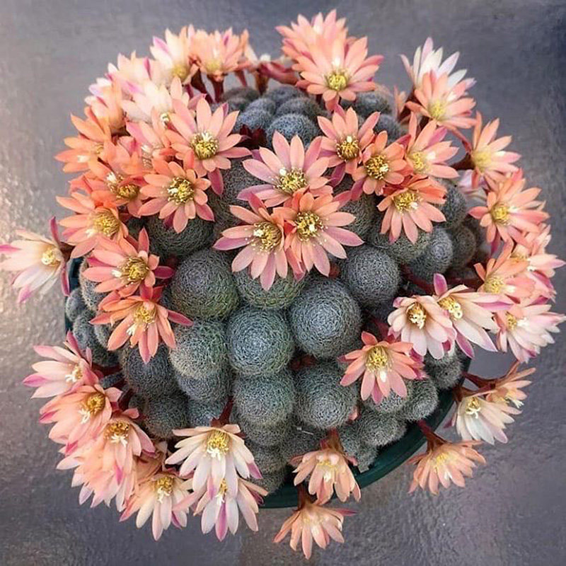 植物员外日出rebutiacvsunrise复色宝山子孙仙人多肉植物