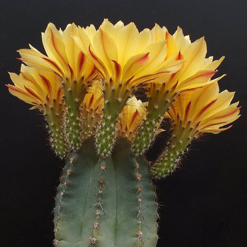 植物员外微刺虾实生黄花大花鹿角柱属仙人球多多肉植物