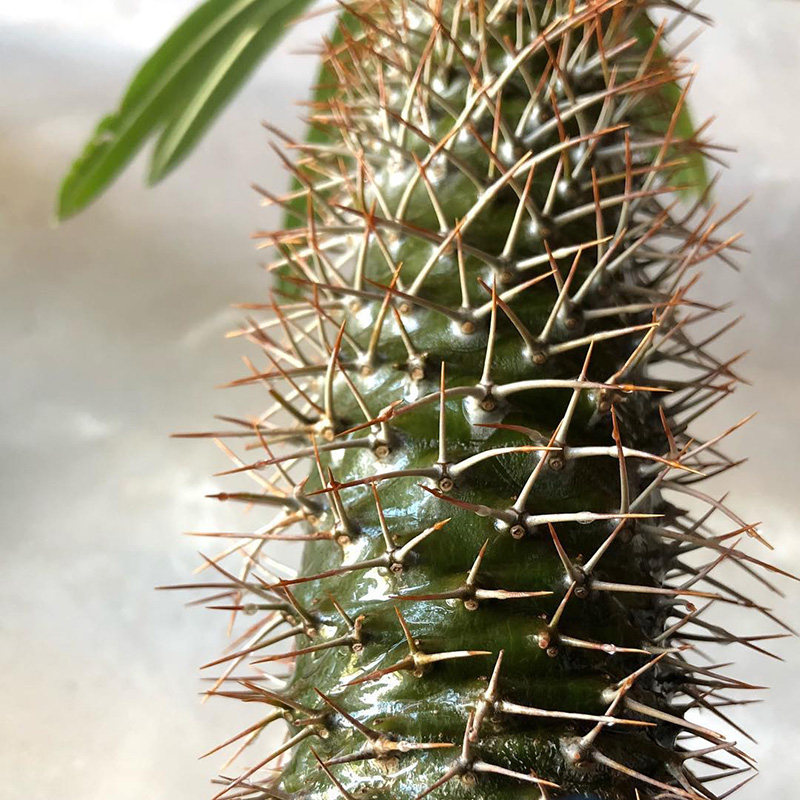 植物员外非洲霸王耐旱沙生棒槌树属珍奇块根多肉植物