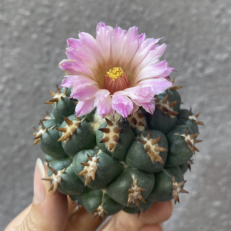 植物员外正宗短豪象牙双排刺顶花球仙人球多多肉植物