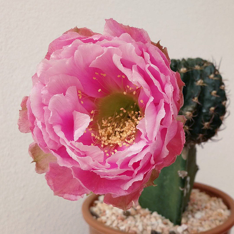 植物花球员外牡丹l33重瓣粉色花丽仙人球多多肉植物