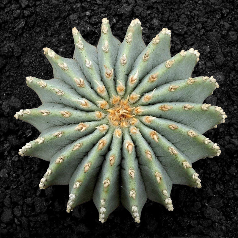 植物员外薄叶花龙实生geohintoniamexicana园艺仙人盆栽多肉植物
