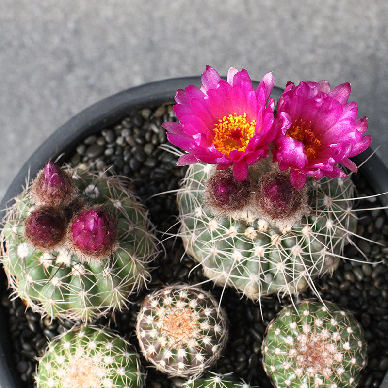 植物员外 眩美玉实生 开花仙人球南国玉属防辐射多肉植物组合盆栽