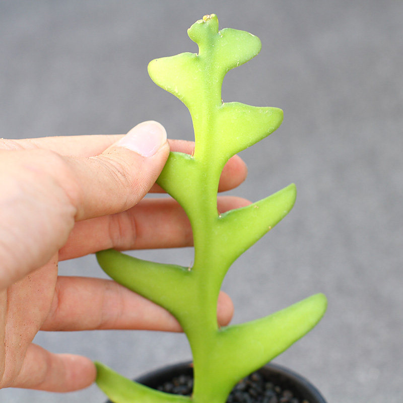 植物员外鱼骨昙花锯齿造型荷花令箭可垂挂夏型多肉植物